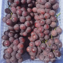 Chinese super quality sweet delicious fresh red globe grape